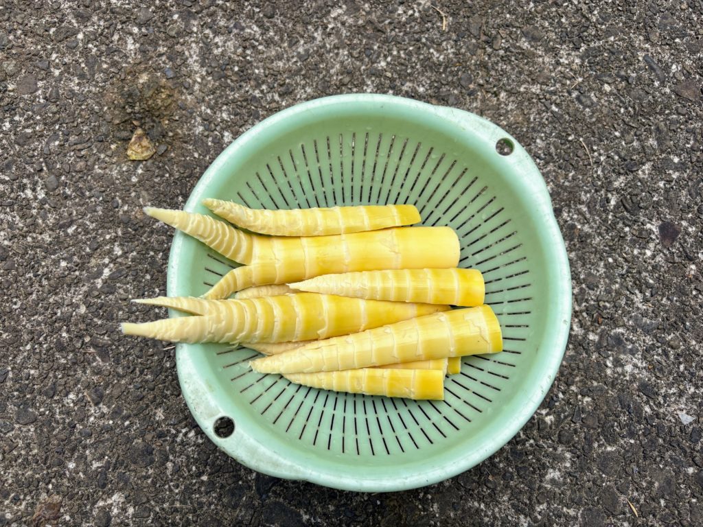 IMG_3096-1024x768 ジャガイモの収穫開始