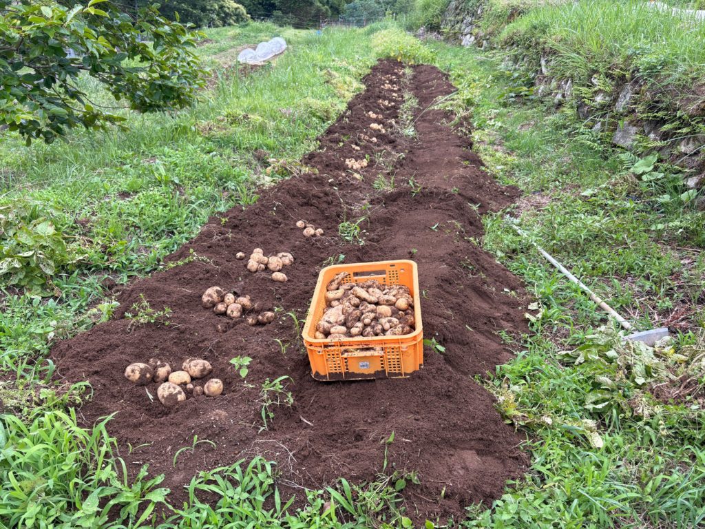 IMG_3098-1024x768 ジャガイモの収穫開始