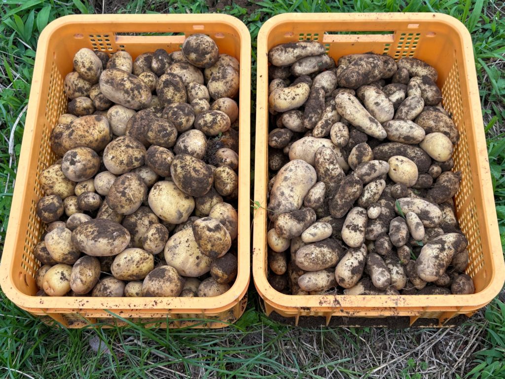 IMG_3099-1024x768 ジャガイモの収穫開始