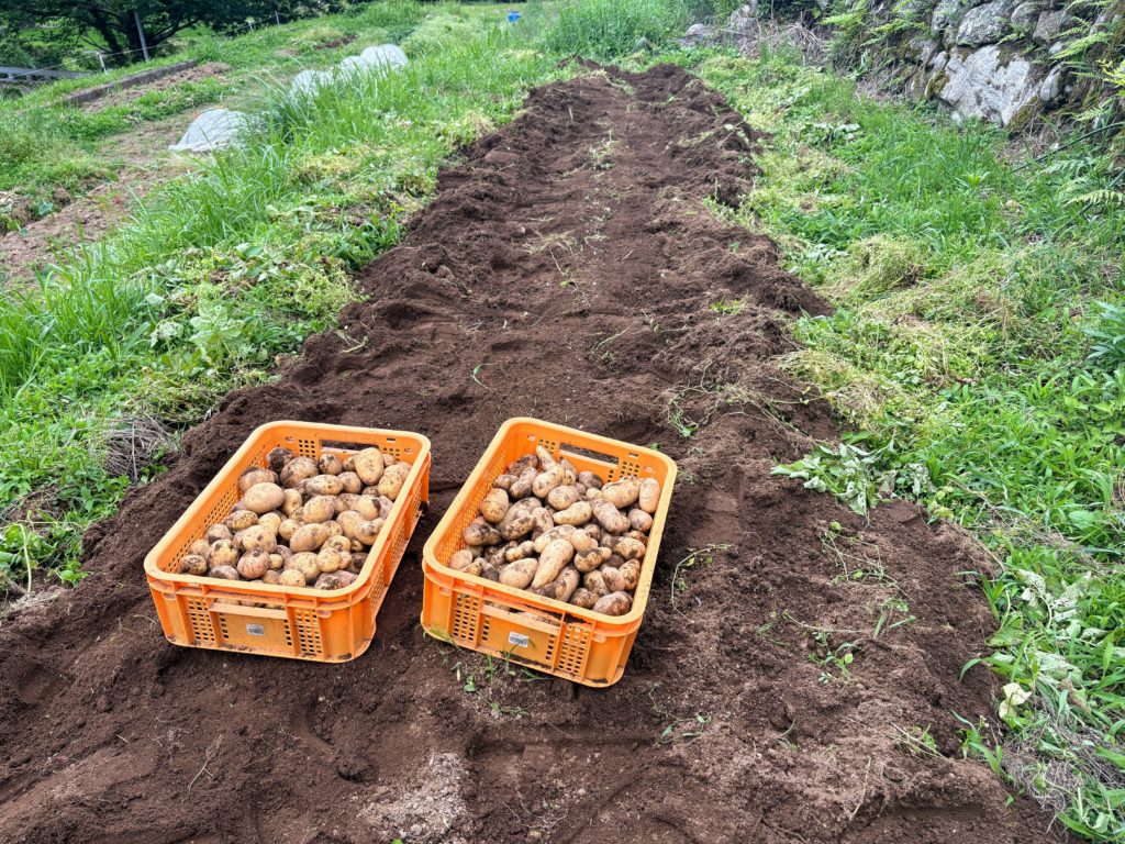 IMG_3103-1024x768 サツマイモ苗(ハローウインスイート20株&ふくむらさき20株)の植え付け