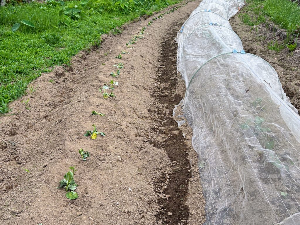 IMG_3104-1024x768 サツマイモ苗(ハローウインスイート20株&ふくむらさき20株)の植え付け