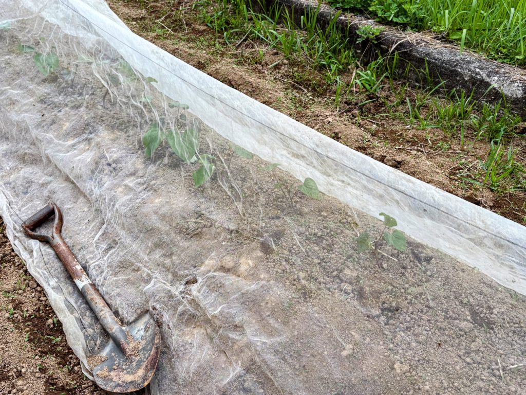 IMG_3105-EDIT-1024x768 サツマイモ苗(ハローウインスイート20株&ふくむらさき20株)の植え付け