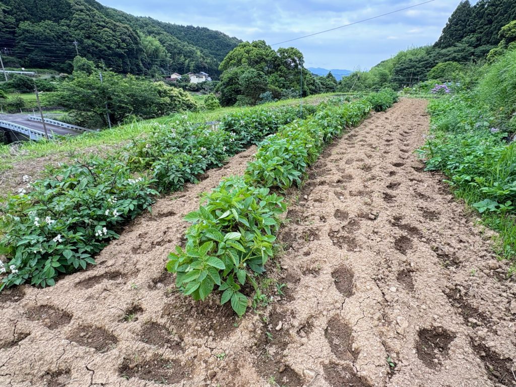 IMG_3106-1024x768 サツマイモ苗(ハローウインスイート20株&ふくむらさき20株)の植え付け