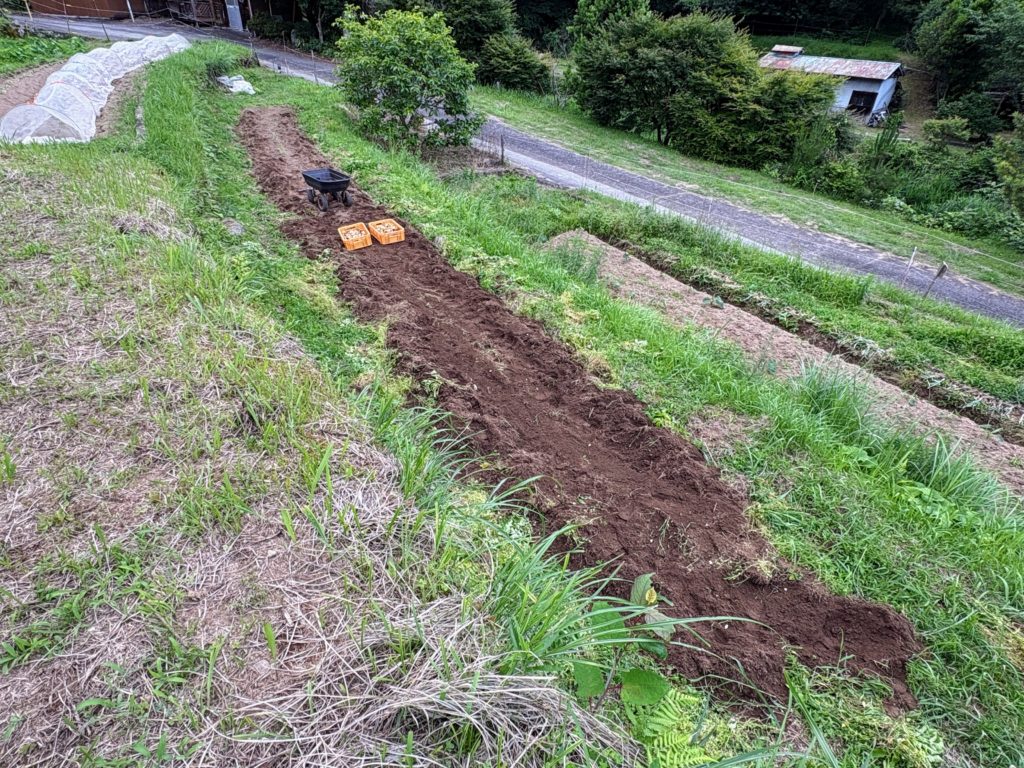 IMG_3107-1024x768 サツマイモ苗(ハローウインスイート20株&ふくむらさき20株)の植え付け