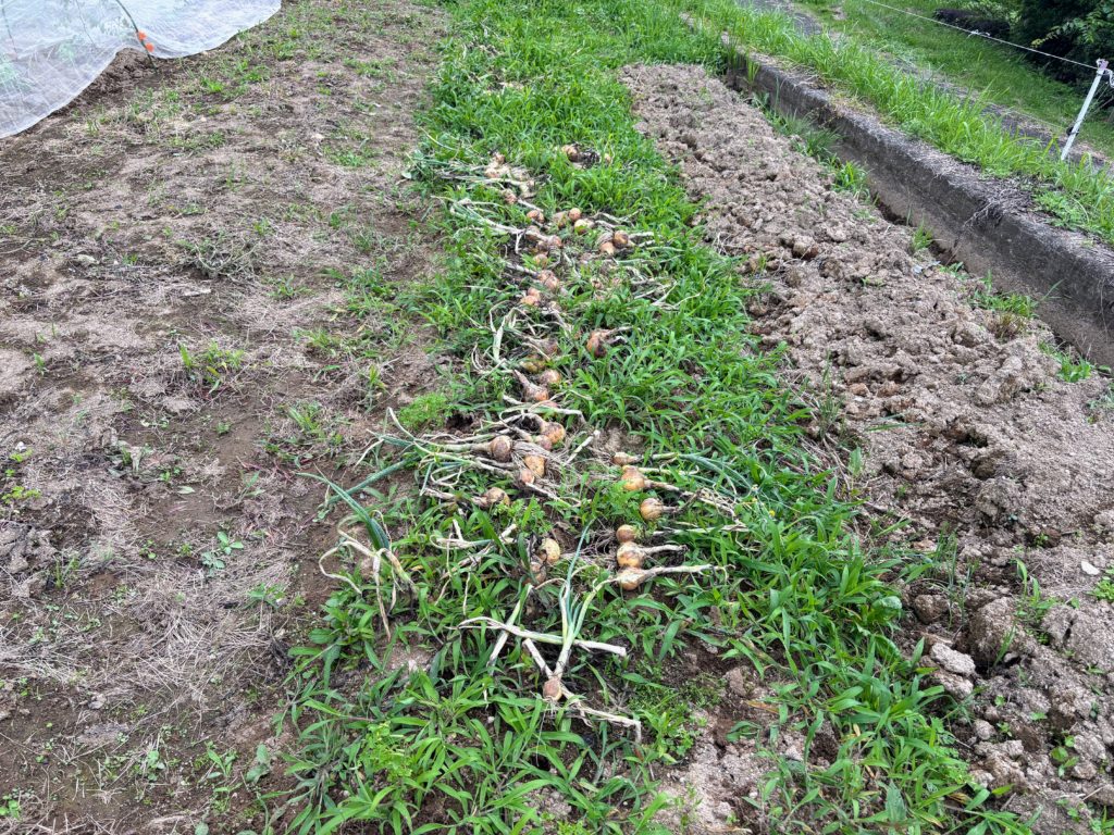 IMG_3108-1024x768 サツマイモ苗(ハローウインスイート20株&ふくむらさき20株)の植え付け