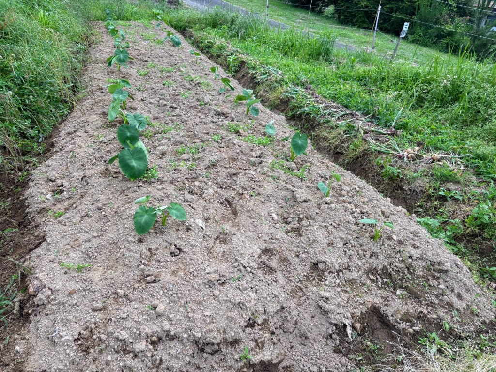 IMG_3110-1024x768 サツマイモ苗(ハローウインスイート20株&ふくむらさき20株)の植え付け