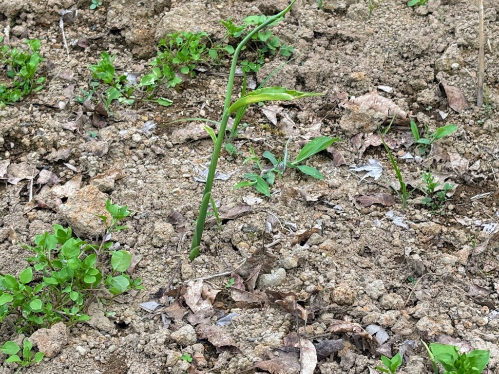 IMG_3111-1024x768 サツマイモ苗(ハローウインスイート20株&ふくむらさき20株)の植え付け