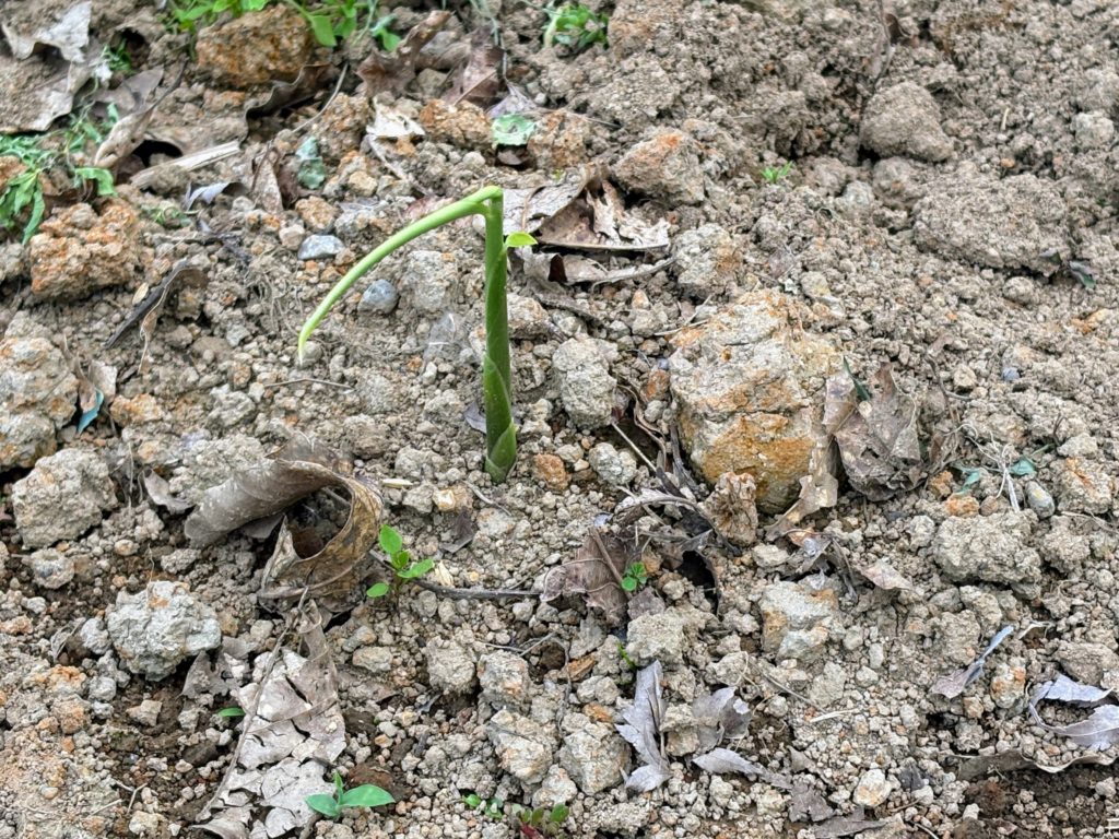 IMG_3112-1024x768 サツマイモ苗(ハローウインスイート20株&ふくむらさき20株)の植え付け