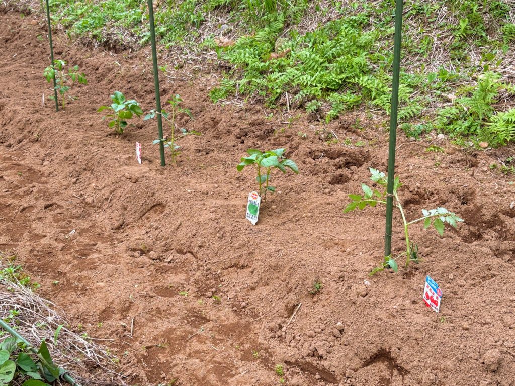 IMG_3115-1024x768 サツマイモ苗(ハローウインスイート20株&ふくむらさき20株)の植え付け