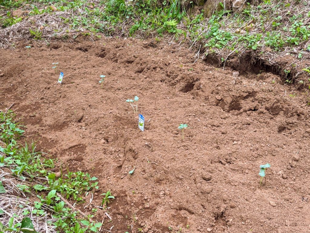 IMG_3116-1024x768 サツマイモ苗(ハローウインスイート20株&ふくむらさき20株)の植え付け