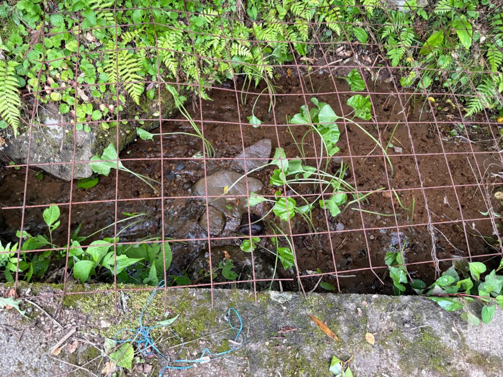 IMG_3119-1024x768 サツマイモ苗(ハローウインスイート20株&ふくむらさき20株)の植え付け