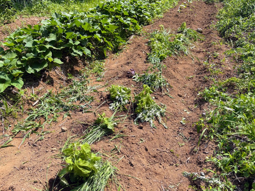 IMG_3247-1024x768 侘び・寂び・幽玄