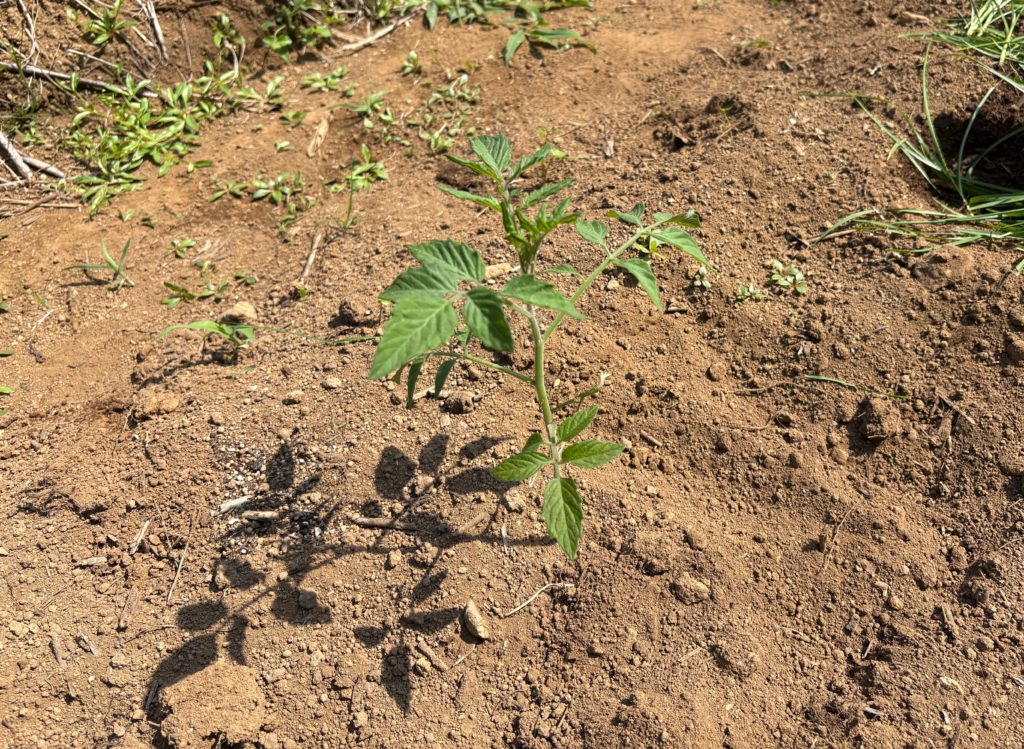 IMG_3248-1024x749 侘び・寂び・幽玄