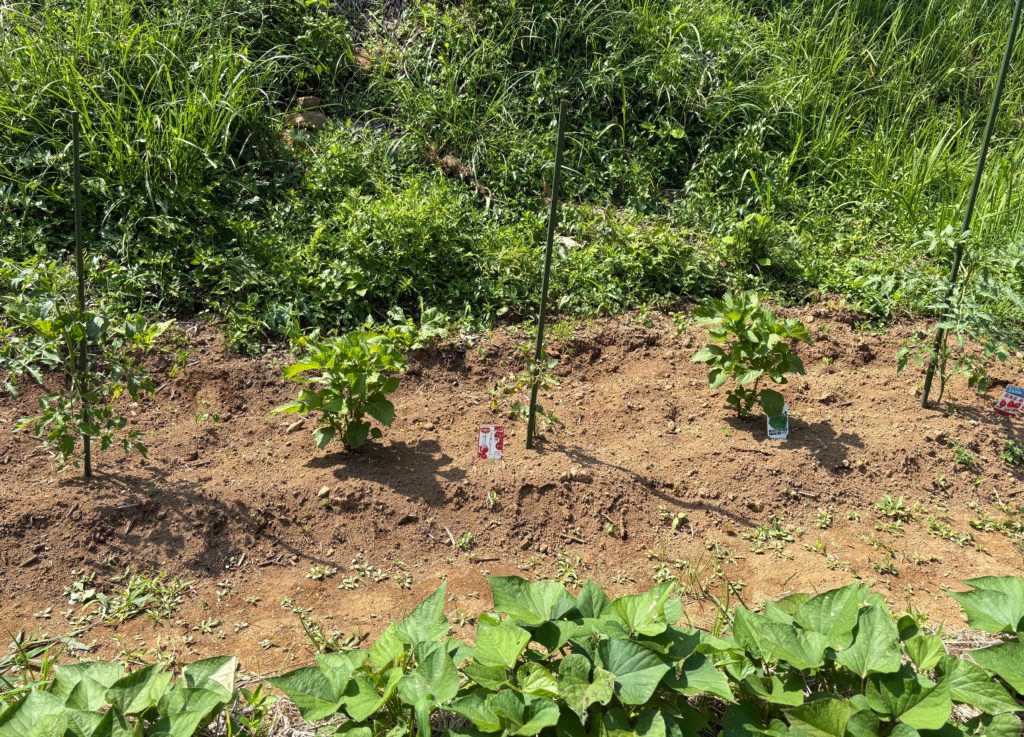 IMG_3250-1024x737 侘び・寂び・幽玄