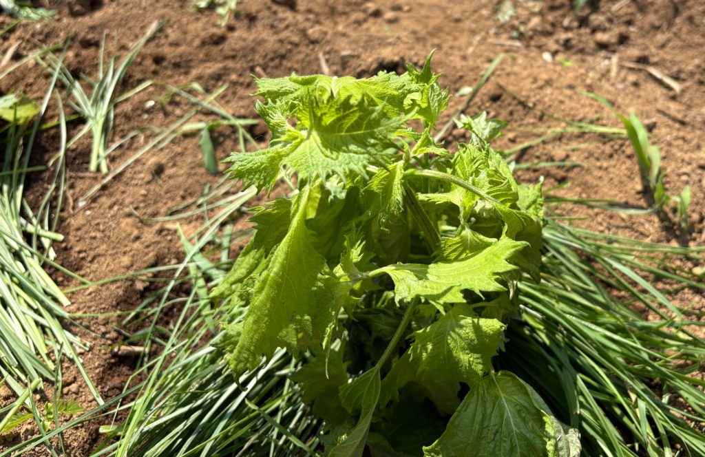 IMG_3253-1024x664 侘び・寂び・幽玄