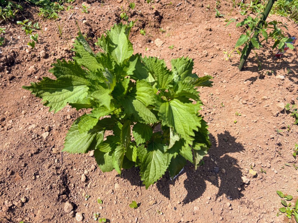 IMG_3254-1024x768 侘び・寂び・幽玄