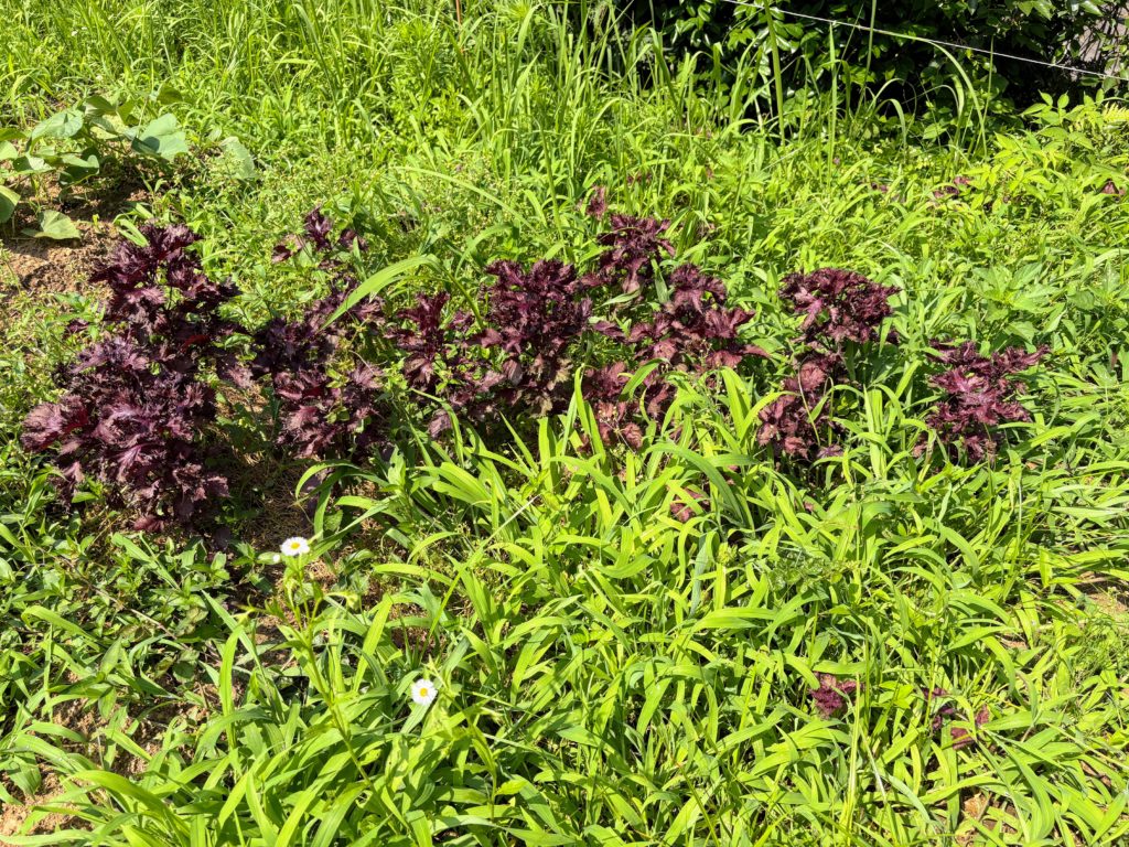 IMG_3255-1024x768 侘び・寂び・幽玄