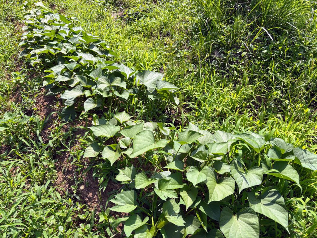 IMG_3256-1024x768 侘び・寂び・幽玄