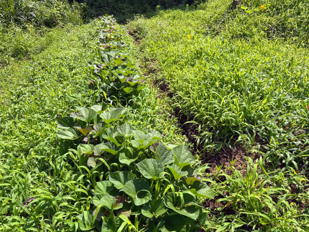 IMG_3257-1024x768 侘び・寂び・幽玄