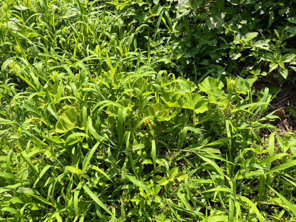 IMG_3258-1024x768 侘び・寂び・幽玄