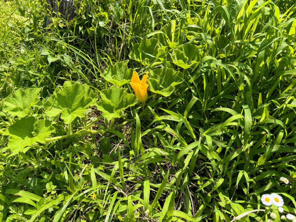 IMG_3259-1024x768 侘び・寂び・幽玄