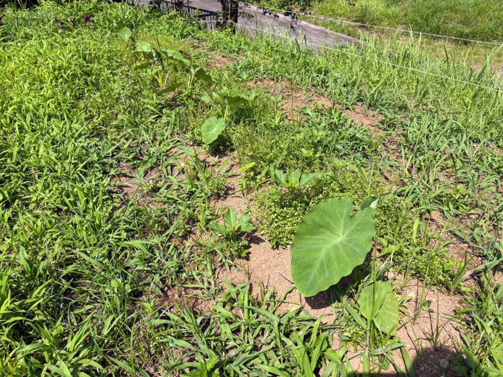 IMG_3261-1024x768 侘び・寂び・幽玄