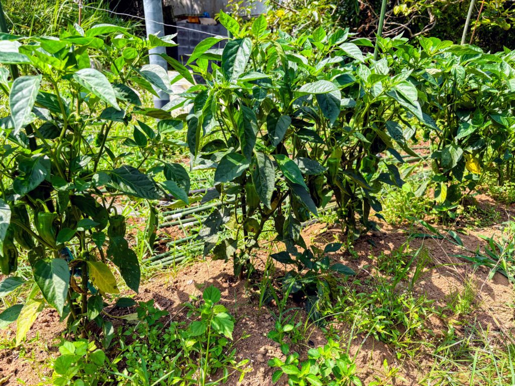 IMG_3264-EDIT-1024x768 侘び・寂び・幽玄