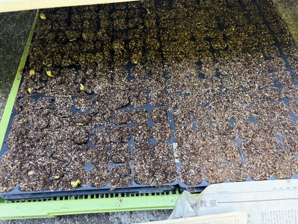 IMG_3265-1024x768 侘び・寂び・幽玄