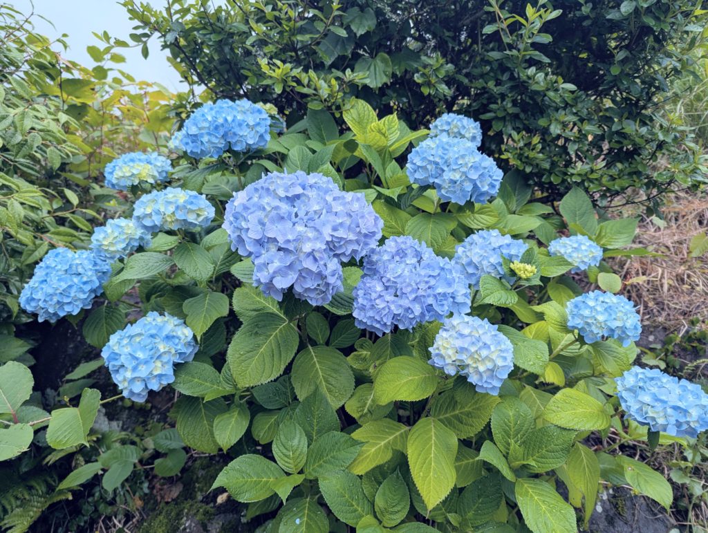 PXL_20250603_220436185.MP-EDIT-1024x771 薩摩芋苗(紅はるか)の植え付け