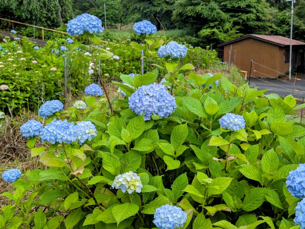 PXL_20250603_220808936.MP-EDIT-1024x771 薩摩芋苗(紅はるか)の植え付け