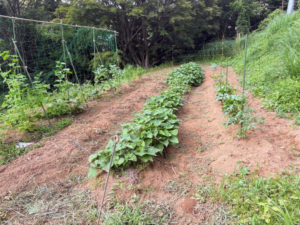 IMG_3298-1024x768 毎日、草刈りです。