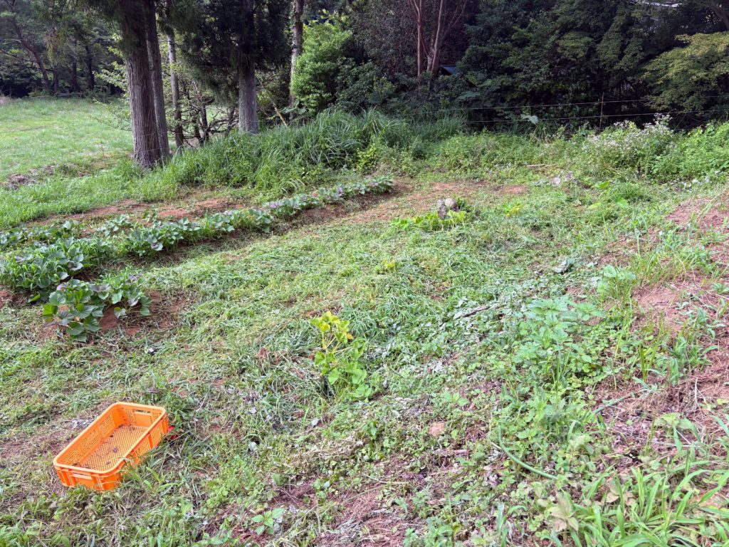 IMG_3299-1024x768 毎日、草刈りです。