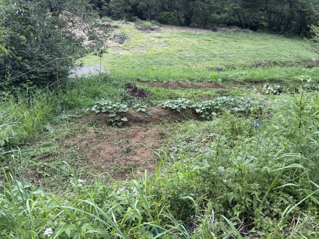 IMG_3301-1024x768 毎日、草刈りです。