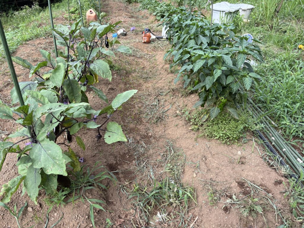 IMG_3302-1024x768 毎日、草刈りです。