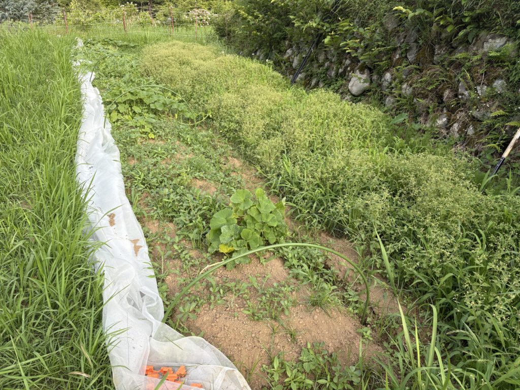 IMG_3303-1024x768 毎日、草刈りです。