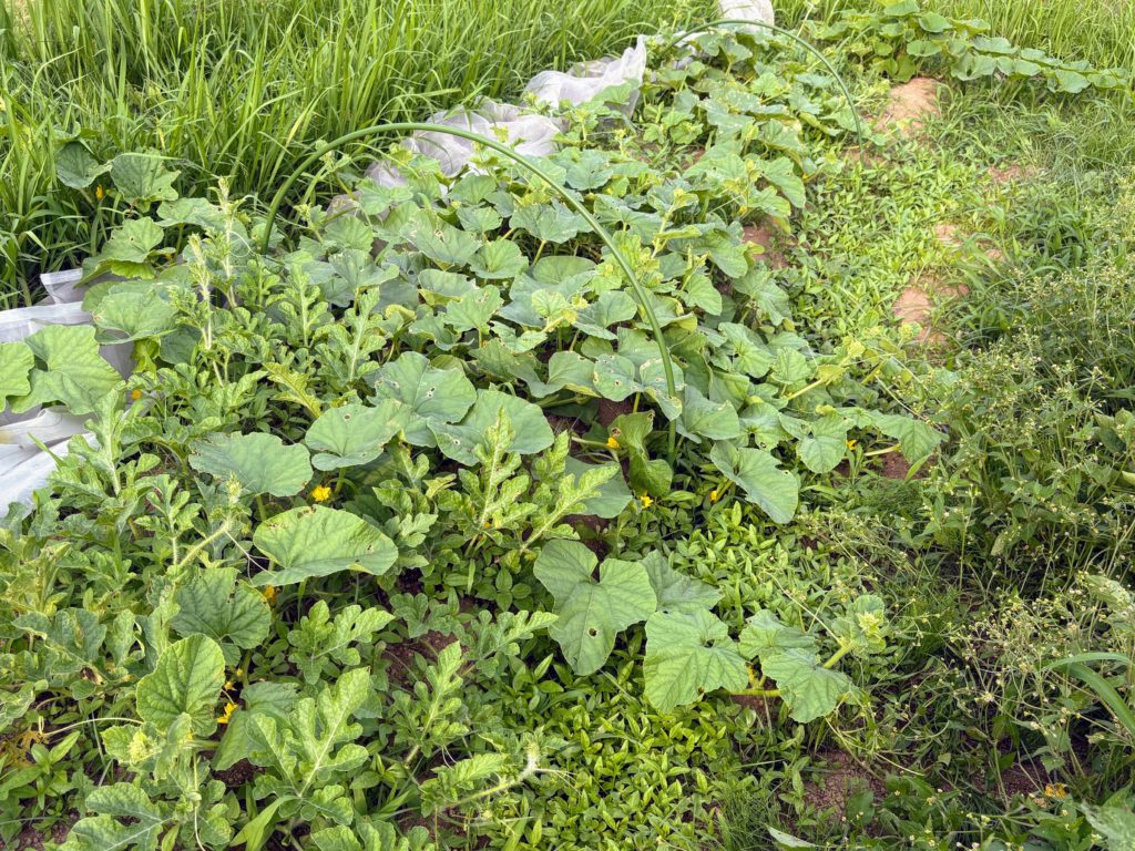 IMG_3305-1024x768 毎日、草刈りです。