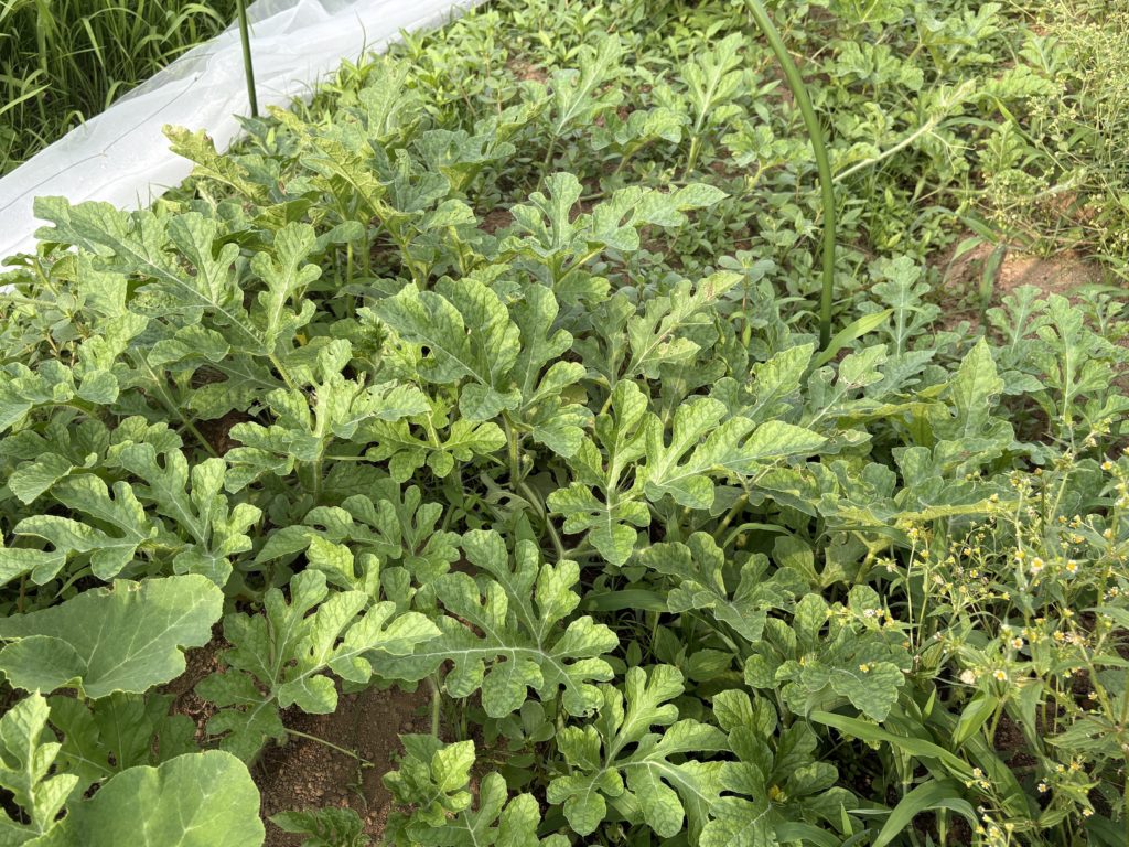 IMG_3306-1024x768 毎日、草刈りです。