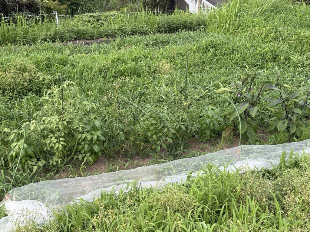 IMG_3307-1024x768 毎日、草刈りです。