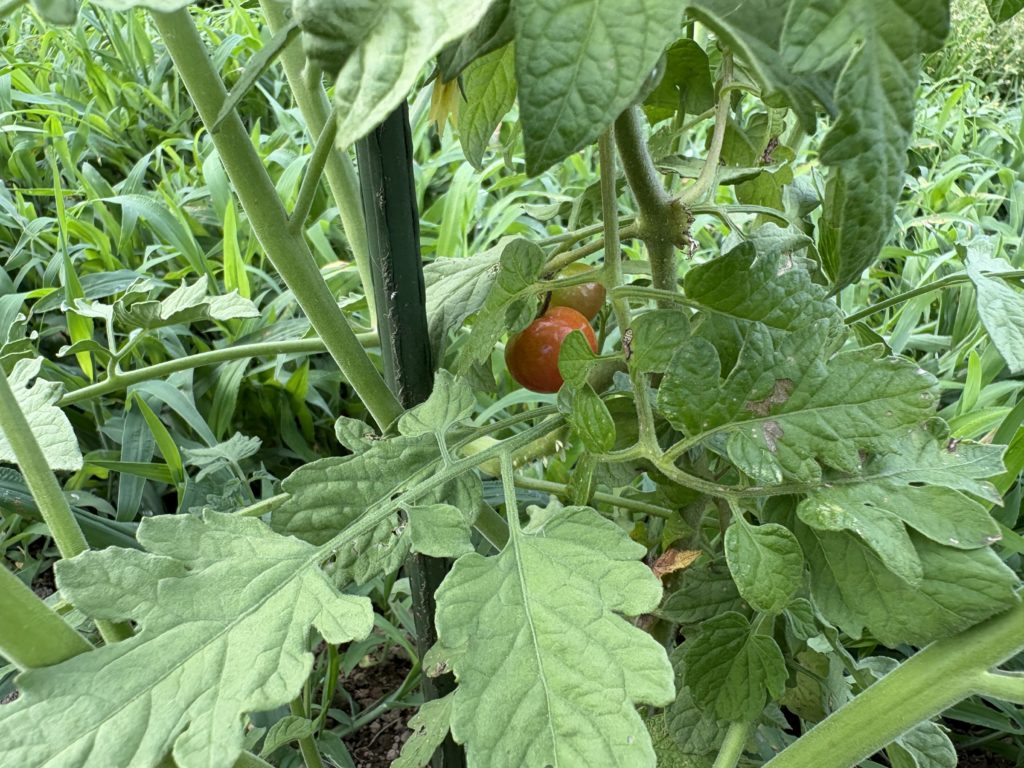 IMG_3308-1-1024x768 毎日、草刈りです。