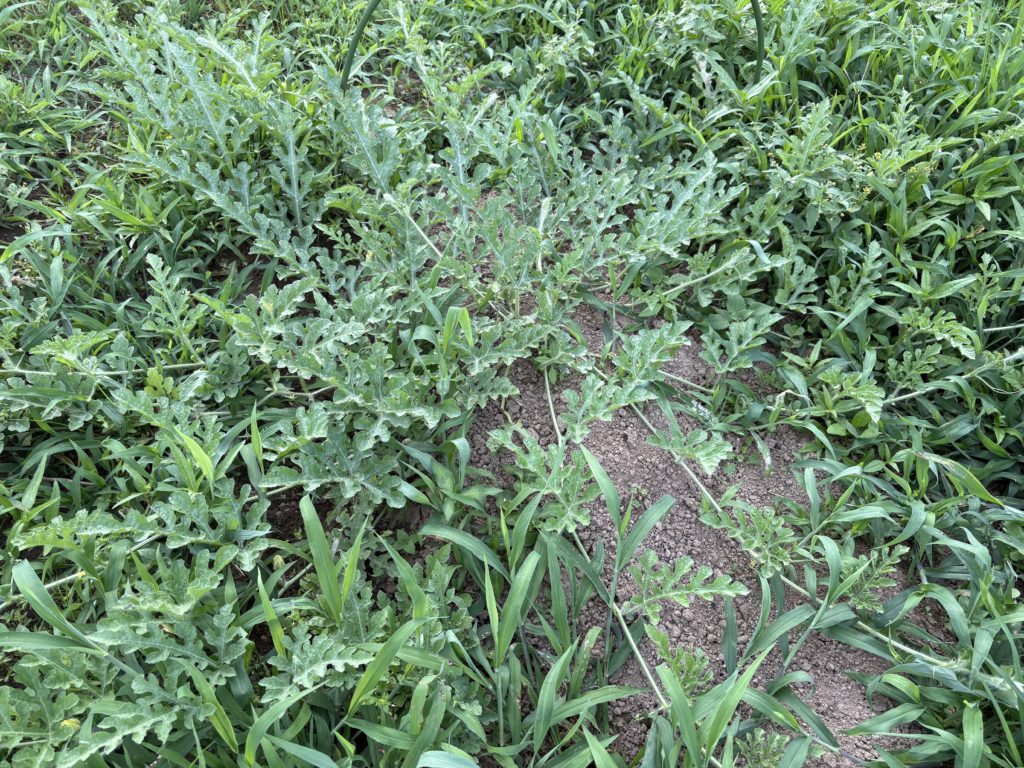 IMG_3309-1024x768 毎日、草刈りです。