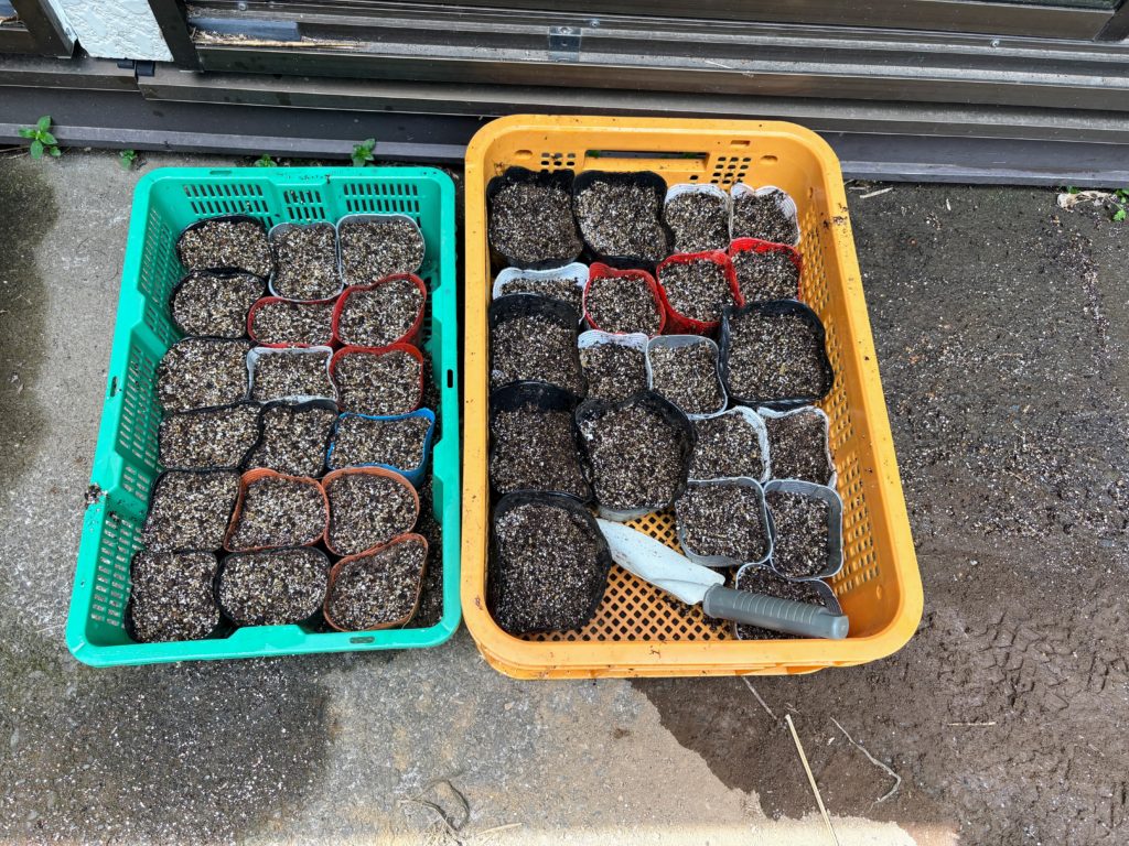 IMG_3317-1024x768 今日も草刈り、明日も、そして明後日も