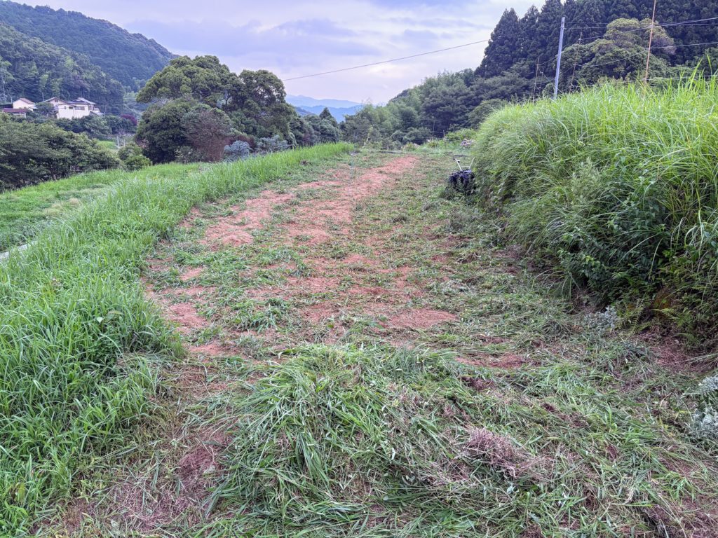 IMG_3320-1024x768 今日も草刈り、明日も、そして明後日も