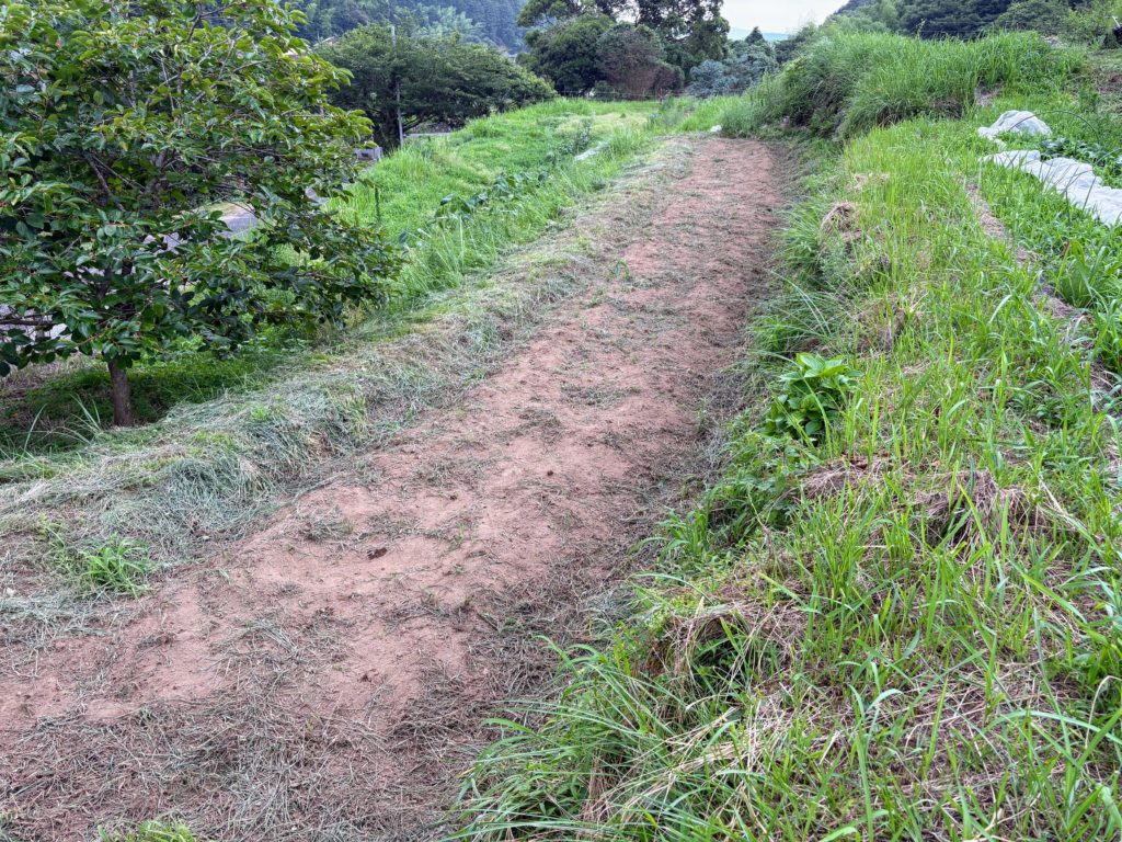 IMG_3321-1024x768 今日も草刈り、明日も、そして明後日も