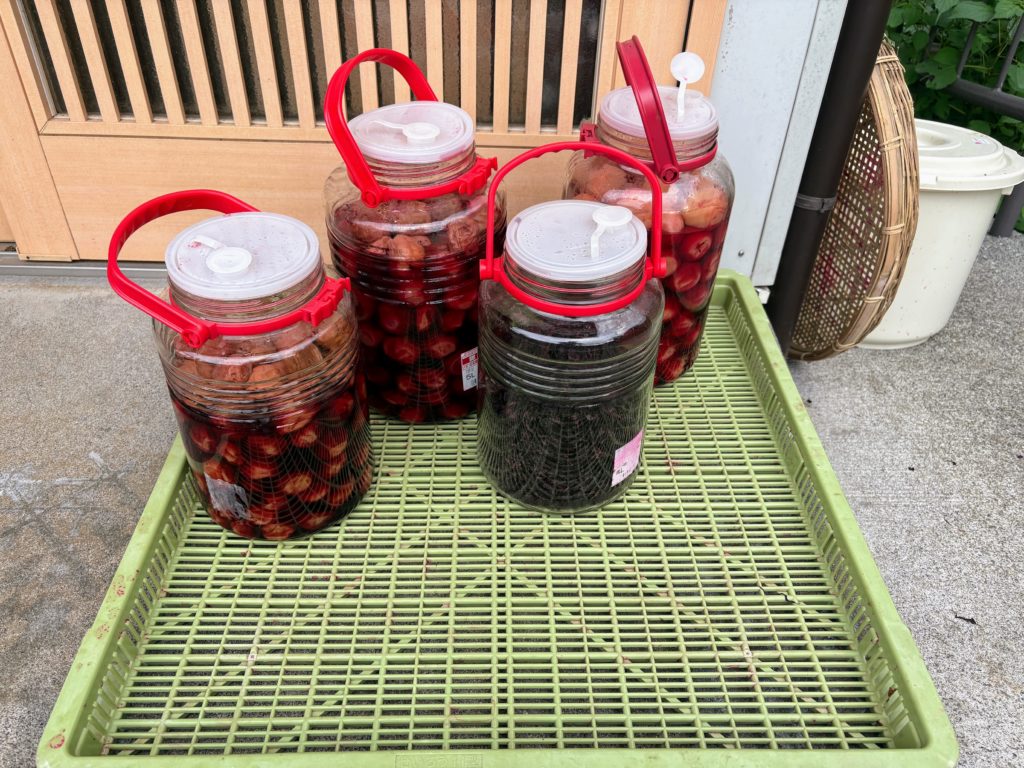 IMG_3531-1-1024x768 明日、墓参のため、太郎と一緒に東京へ行きます。