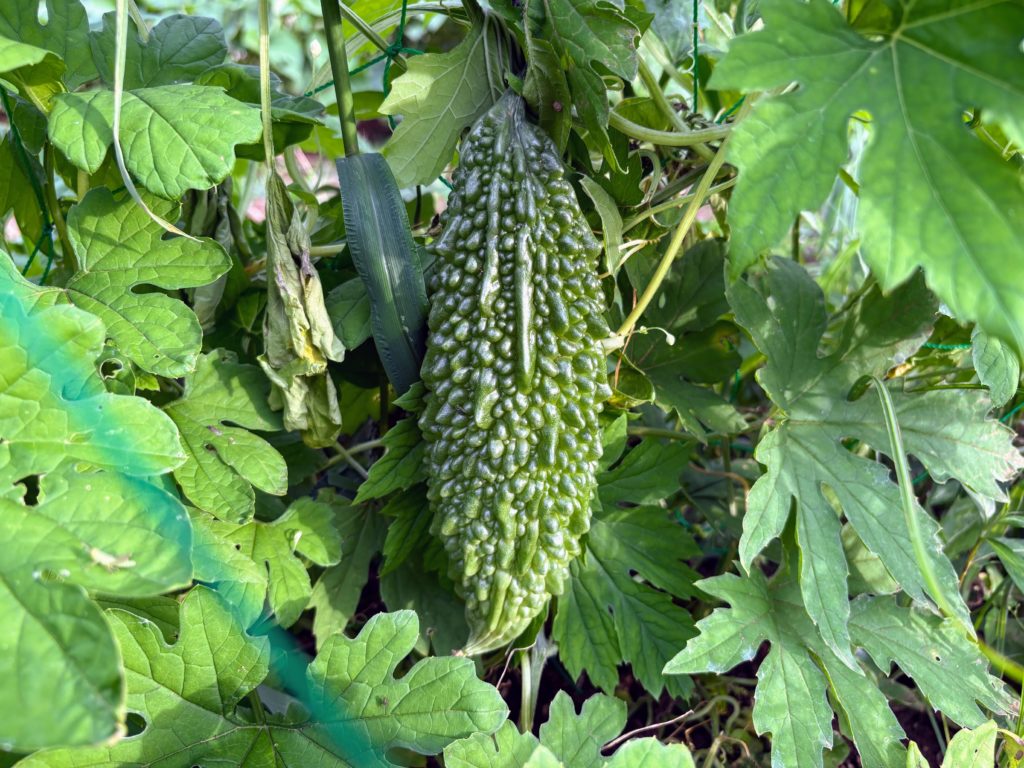 IMG_3532-1024x768 明日、墓参のため、太郎と一緒に東京へ行きます。