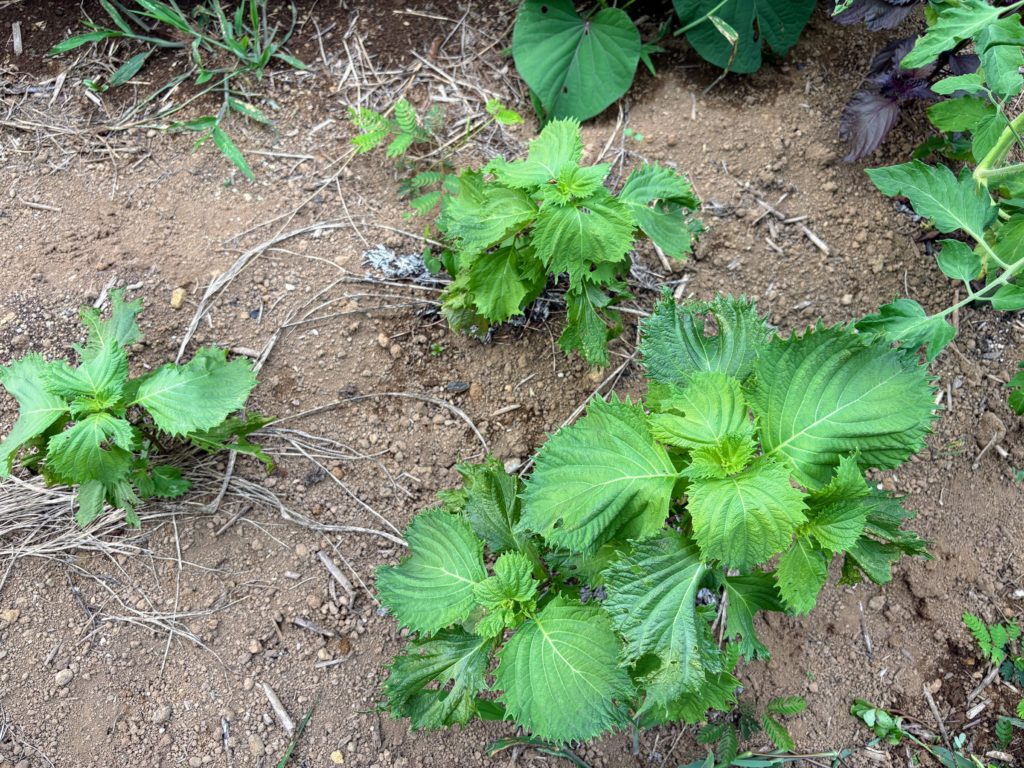 IMG_3536-1024x768 明日、墓参のため、太郎と一緒に東京へ行きます。