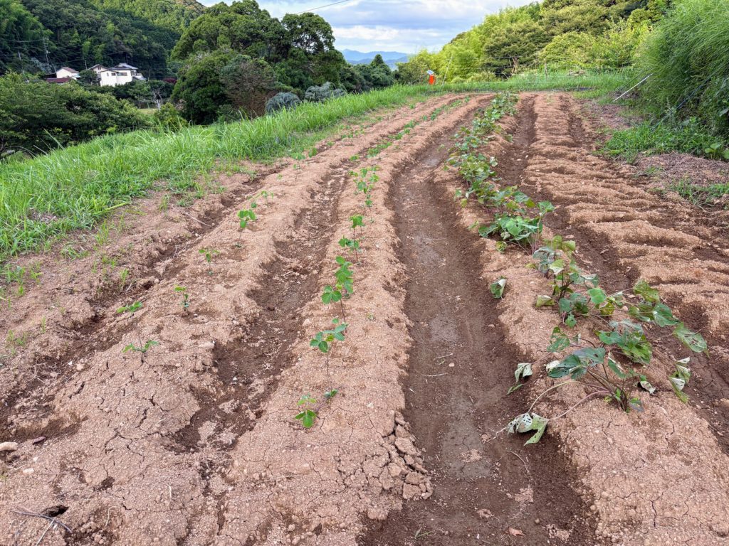 IMG_3548-1024x768 明日、墓参のため、太郎と一緒に東京へ行きます。