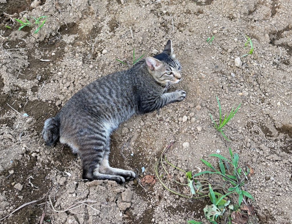 IMG_3549-1024x785 明日、墓参のため、太郎と一緒に東京へ行きます。