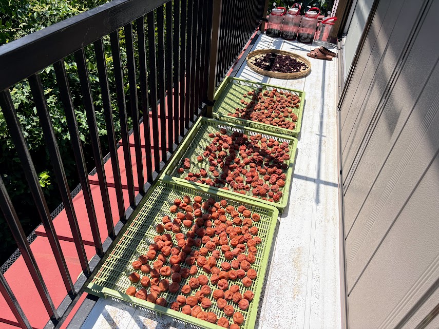 IMG_3561 明日、伊豆修善寺へ帰ります。