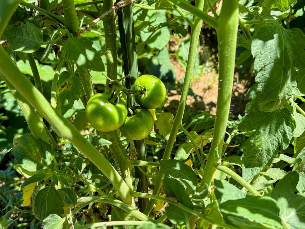 IMG_3579-EDIT-1024x769 畑の様子